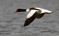 Bergeend _Maart 2012_03